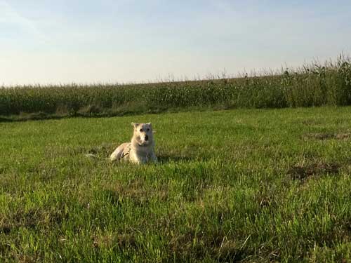 World of Strays Straßenhunde Spanien