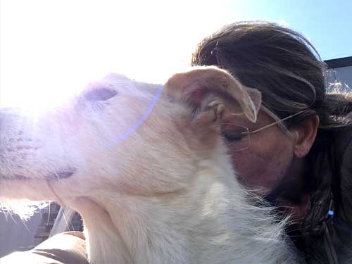 World of Strays Straßenhunde Spanien