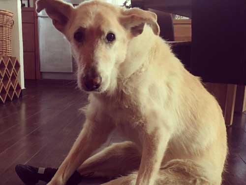 World of Strays Straßenhunde Spanien