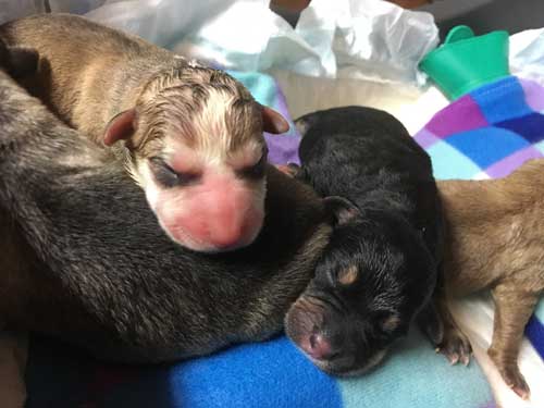 World of Strays Tierschutz Hunde Straßenhunde Sizilien