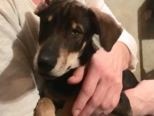 World of Strays Tierschutz Hunde Straßenhunde Sizilien