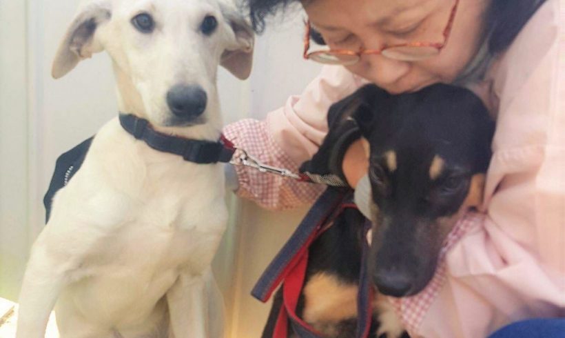 World of Strays Save Korean Dogs Nami Kim