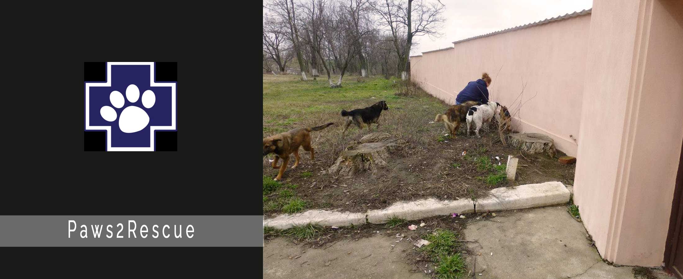 World of Strays Paws2Rescue Rumänien