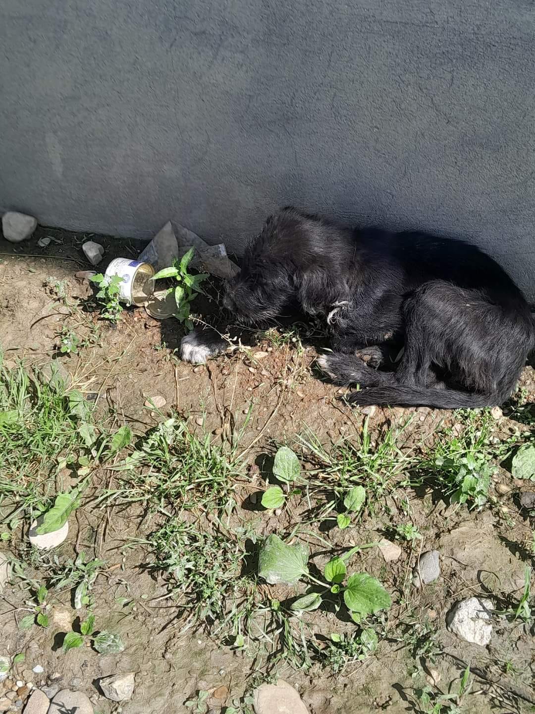 paws2rescue Straßenhunde World of Strays schwarzer Hund