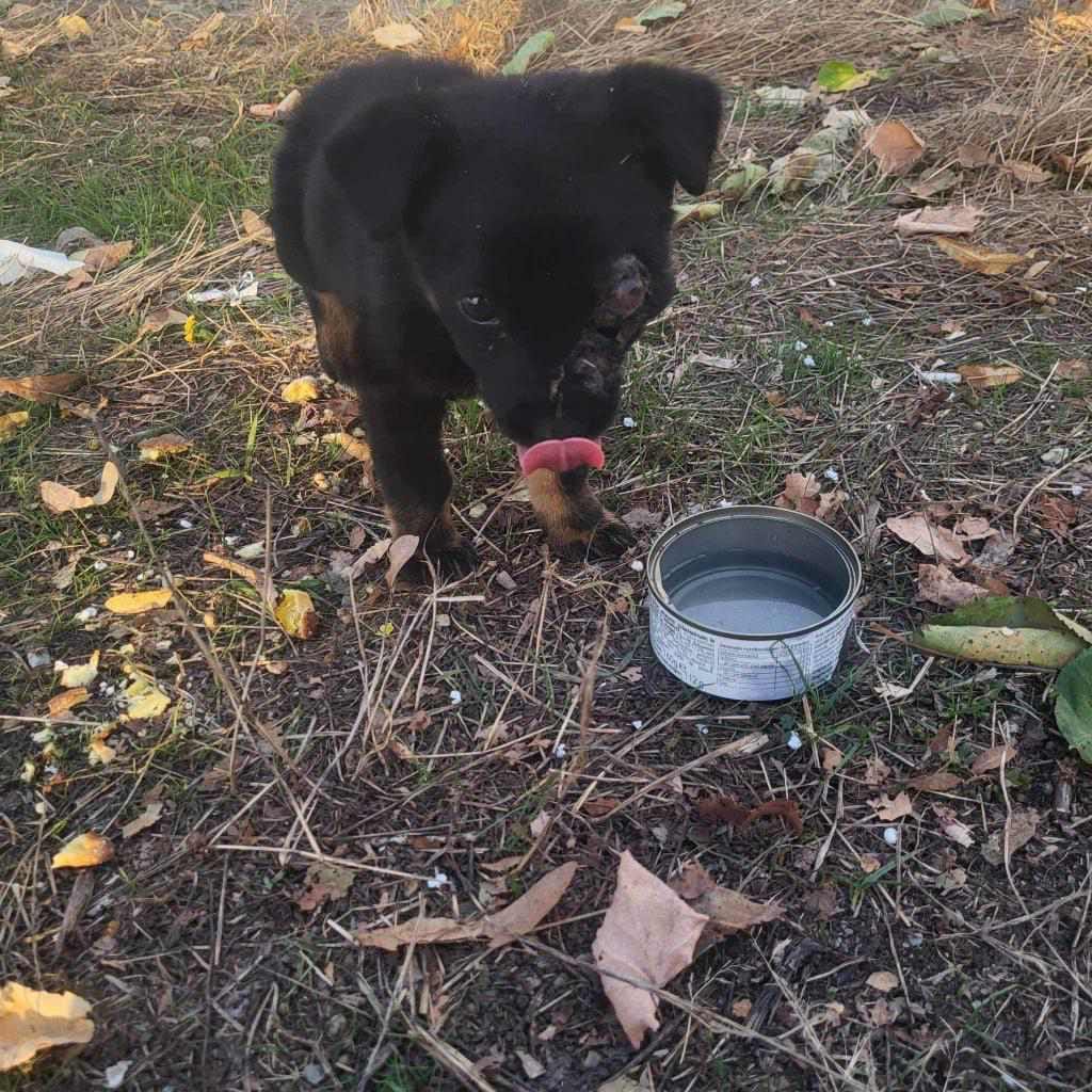 paws2rescue Straßenhunde World of Strays verletzter Hund