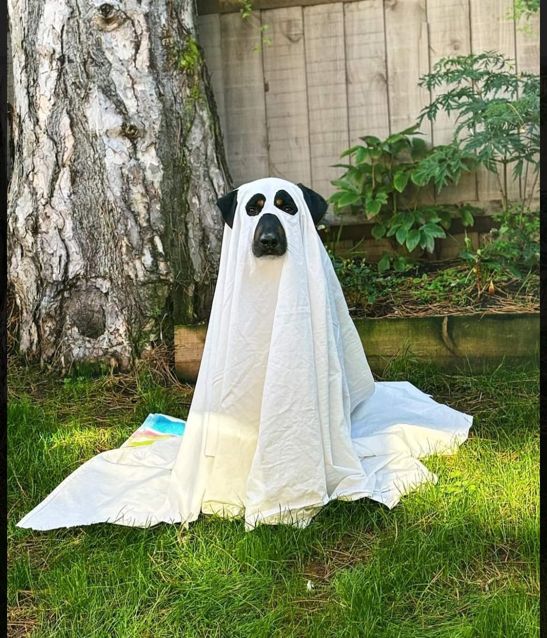 paws2rescue Straßenhunde World of Strays