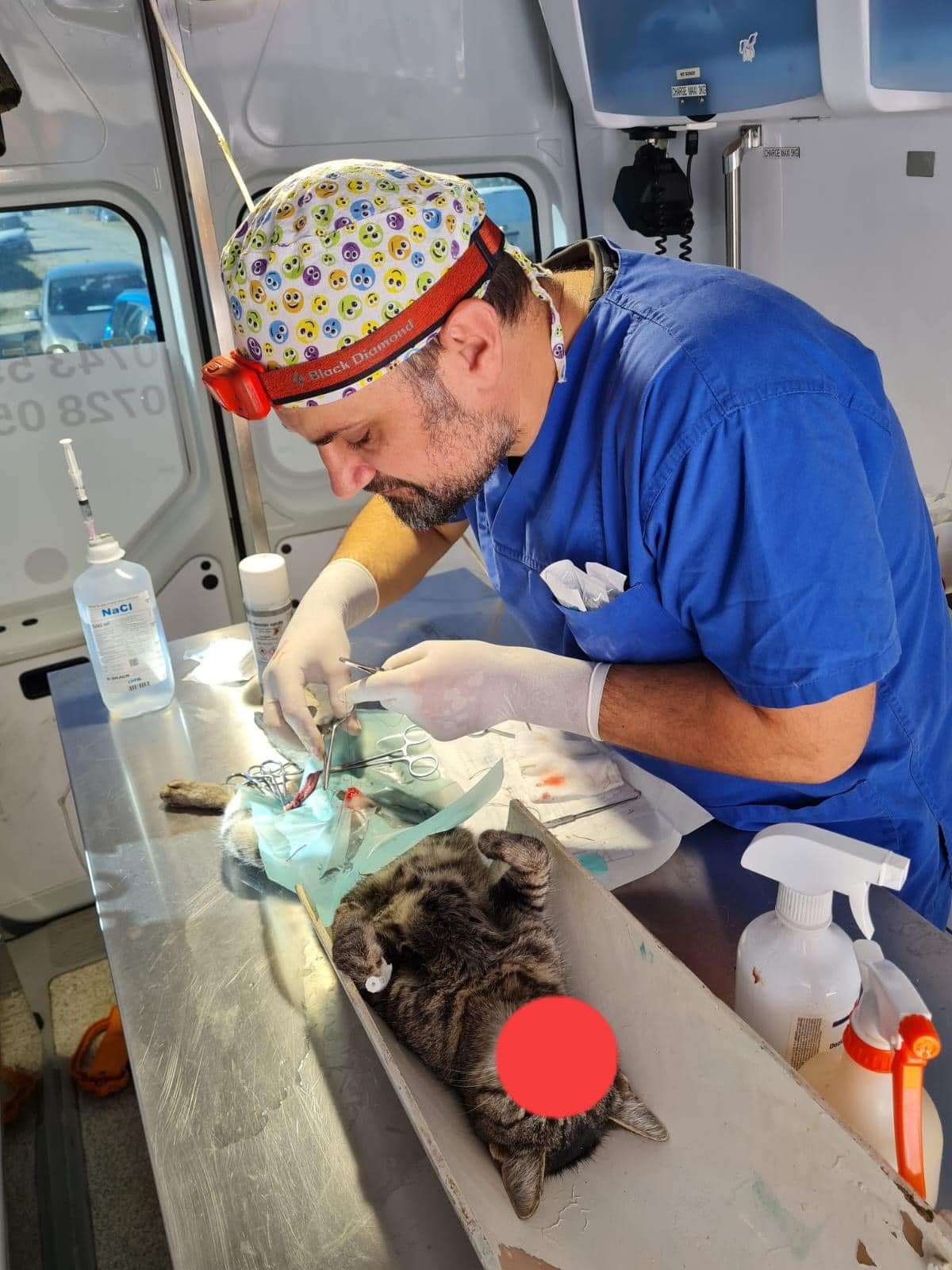 paws2rescue Straßenhunde World of Strays verletzter Hund Behandlung