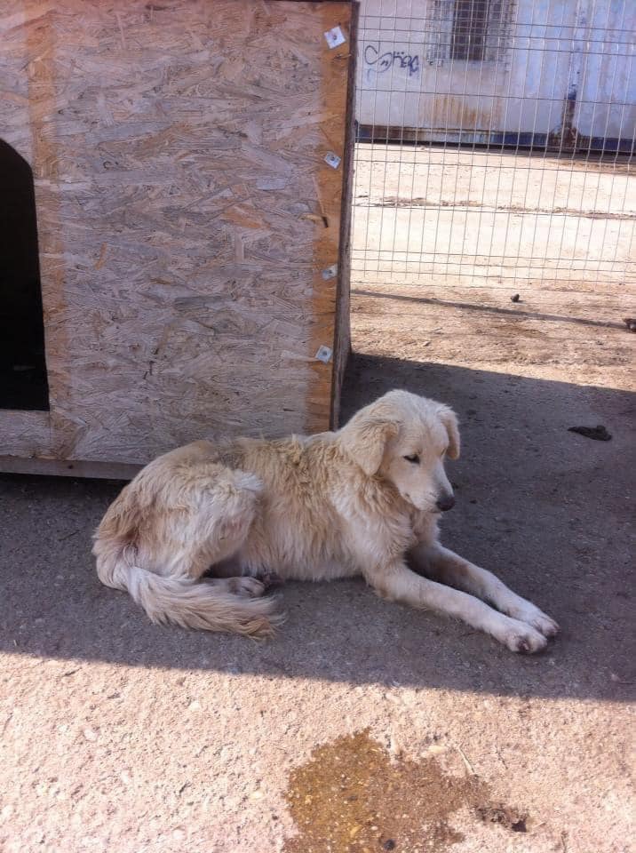 paws2rescue Straßenhunde World of Strays verletzter Hund