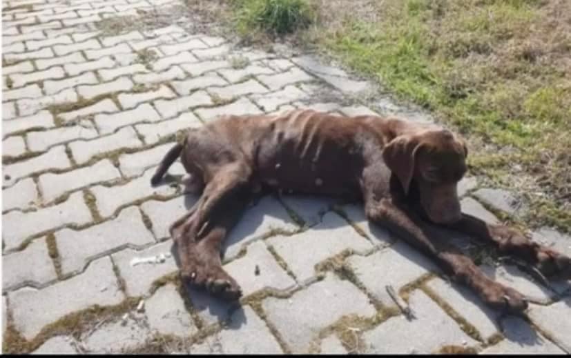 paws2rescue Straßenhunde World of Strays verletzter Hund