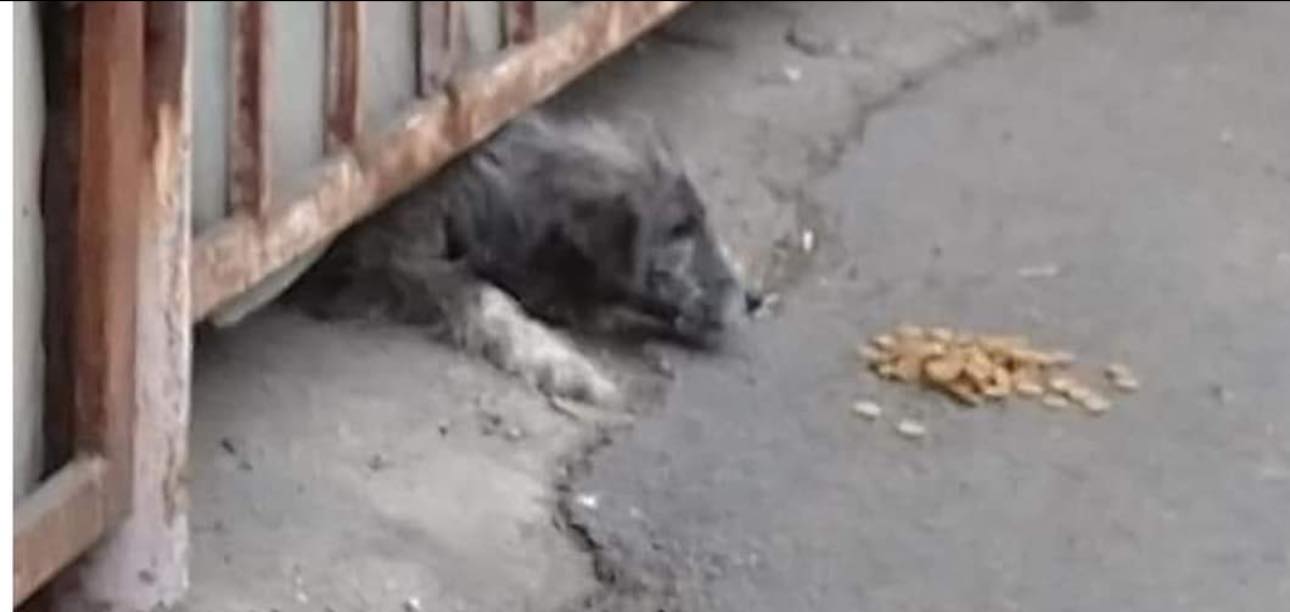 paws2rescue Straßenhunde World of Strays verletzter Hund