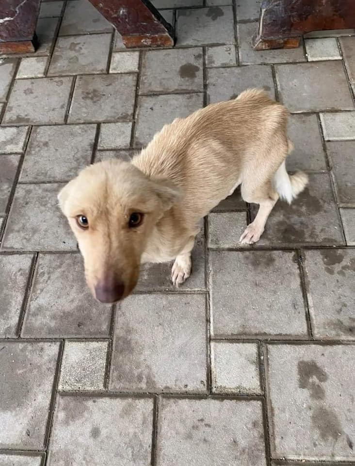 paws2rescue Straßenhunde World of Strays verletzter Hund