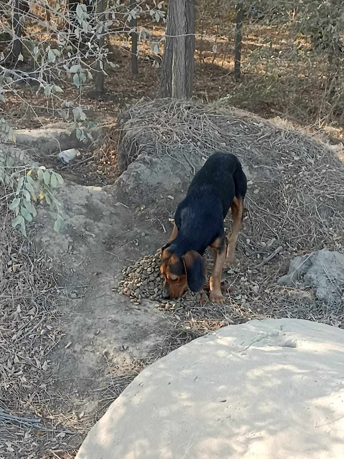 paws2rescue Straßenhunde World of Strays