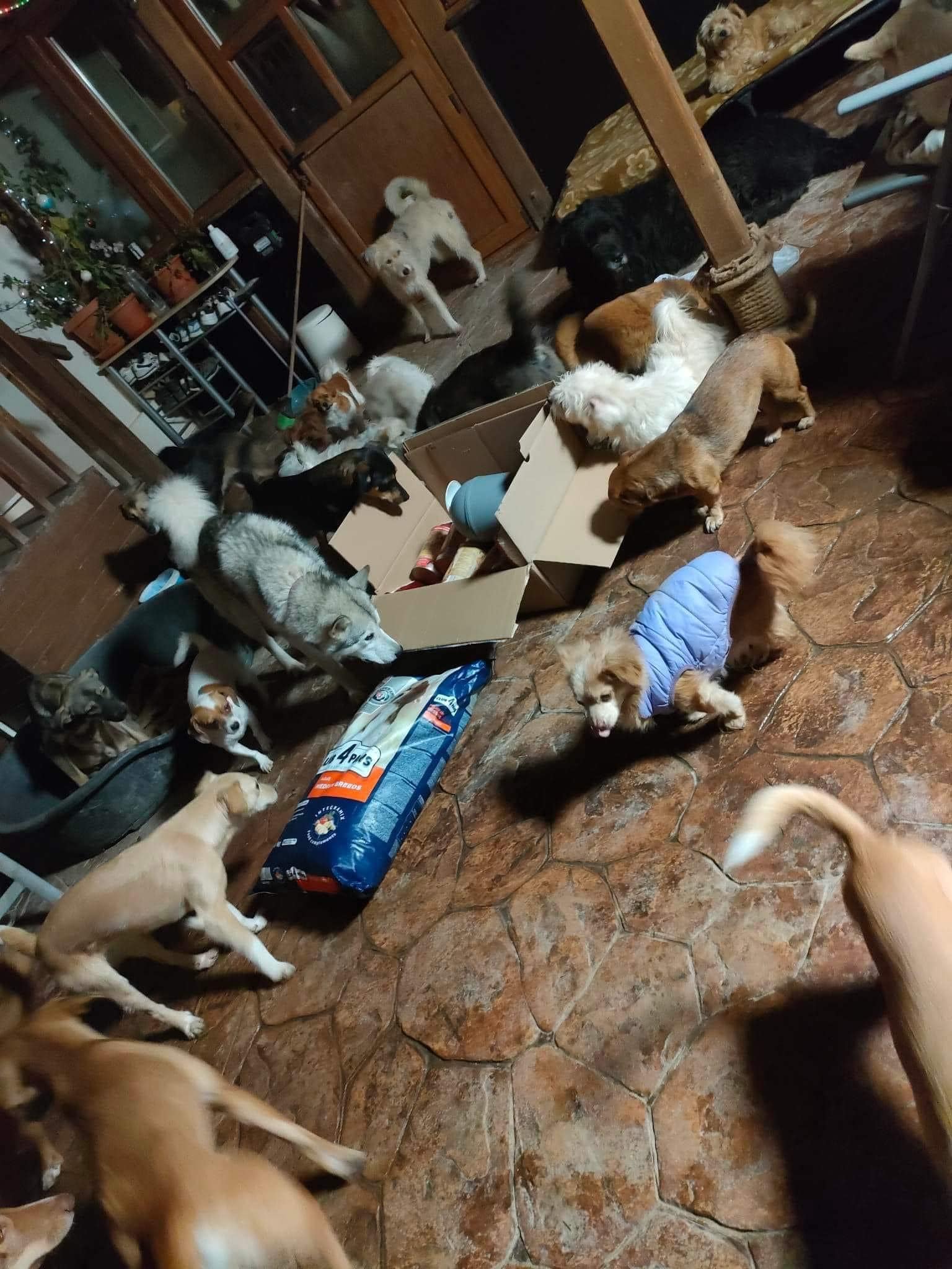 paws2rescue Straßenhunde World of Strays Hunderudel