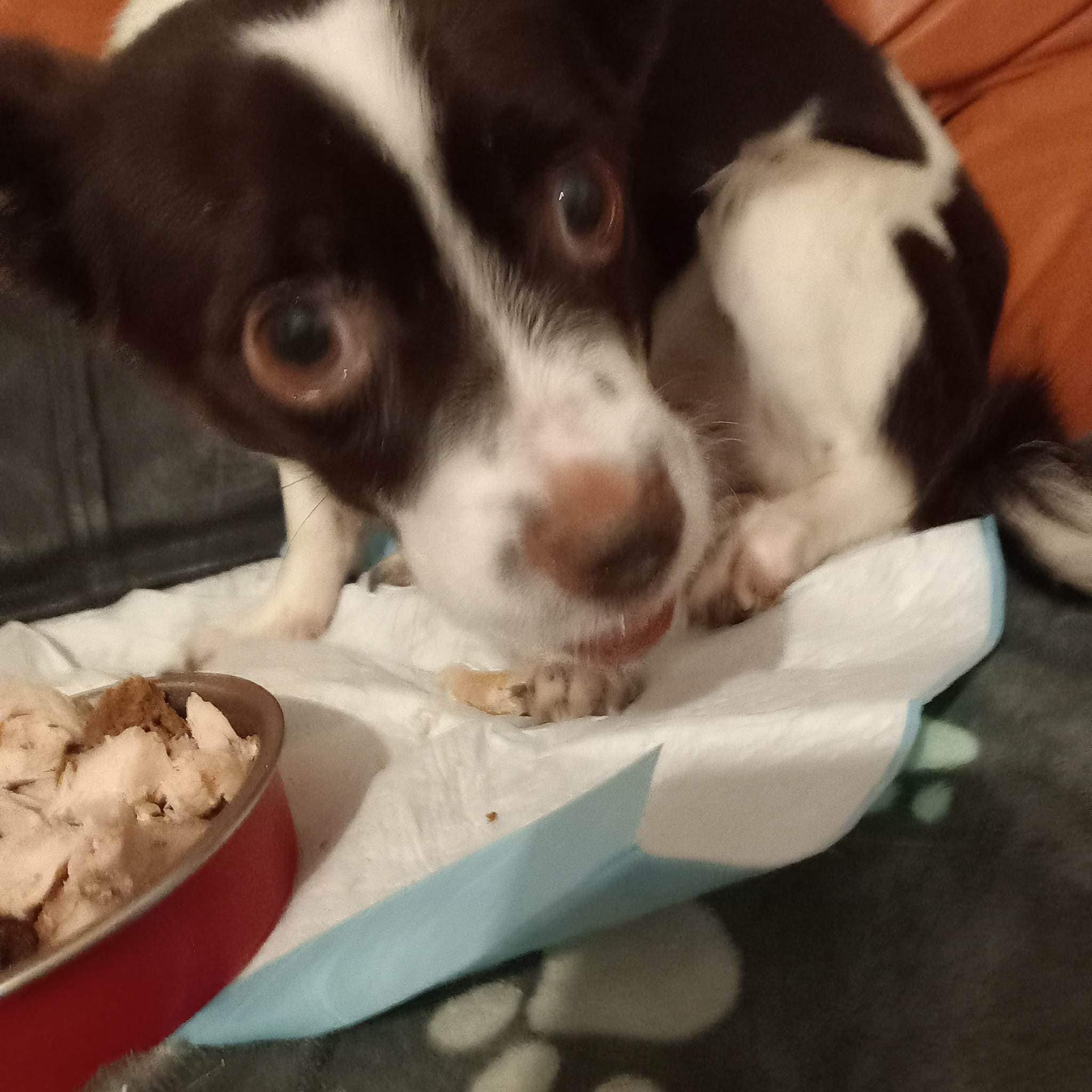 paws2rescue Straßenhunde World of Strays verletzter Hund