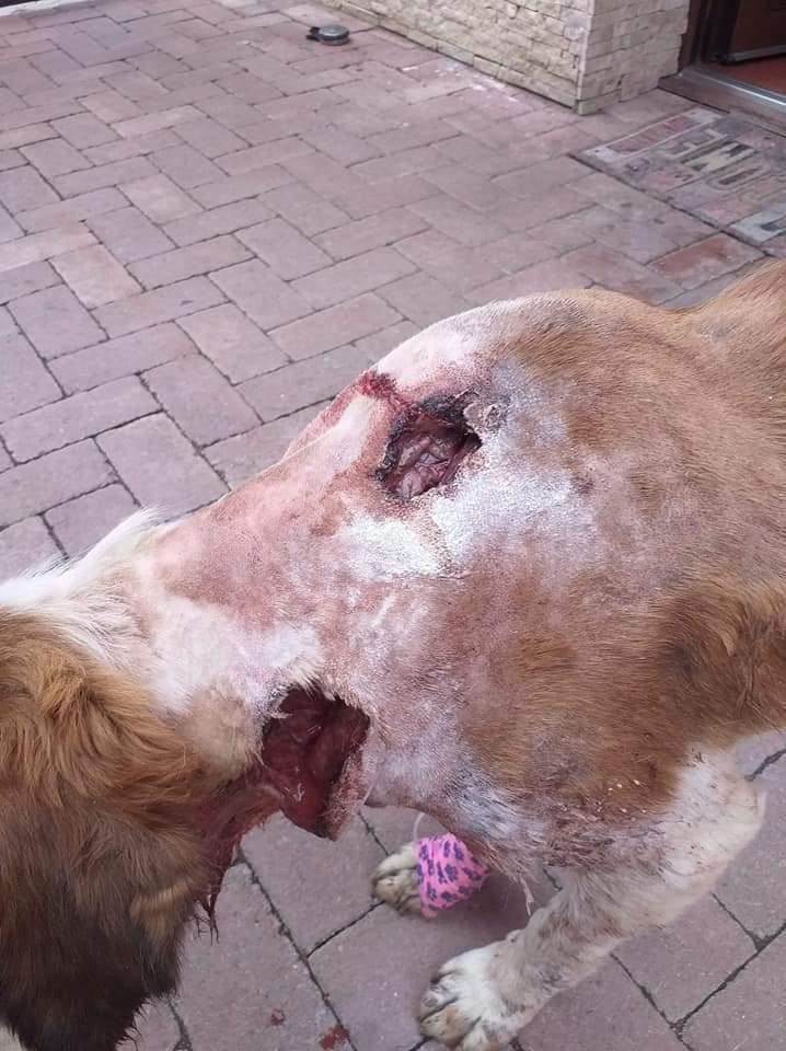 paws2rescue Straßenhunde World of Strays verletzter Hund