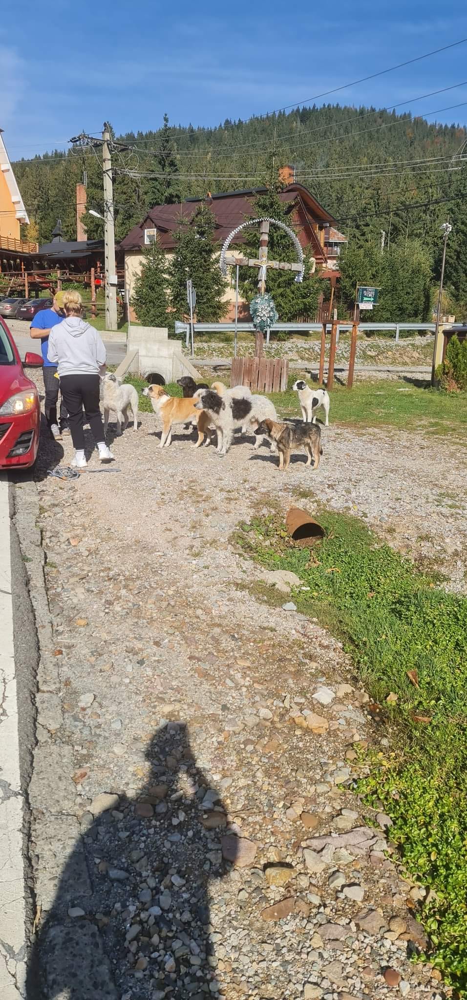 paws2rescue Straßenhunde World of Strays Hunderudel