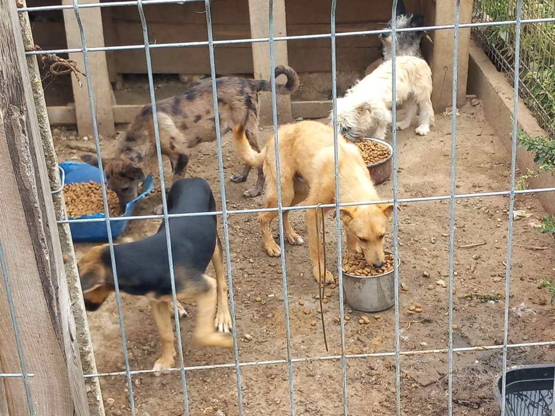 paws2rescue Straßenhunde World of Strays Hunderudel Shelter