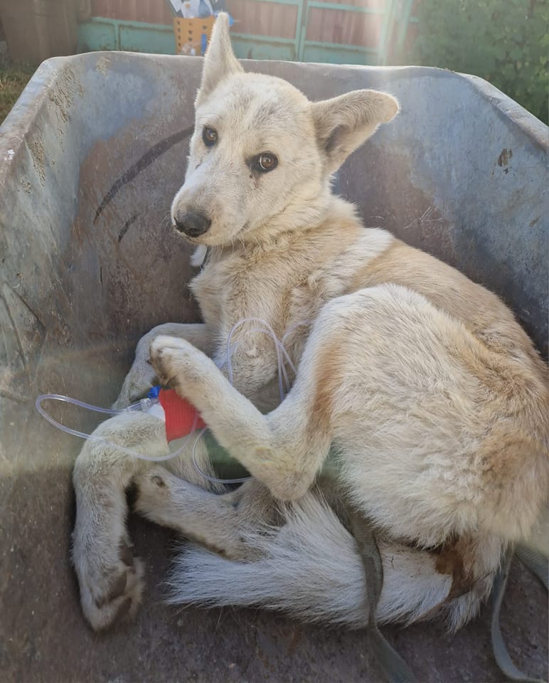 paws2rescue Straßenhunde World of Strays verletzter Hund