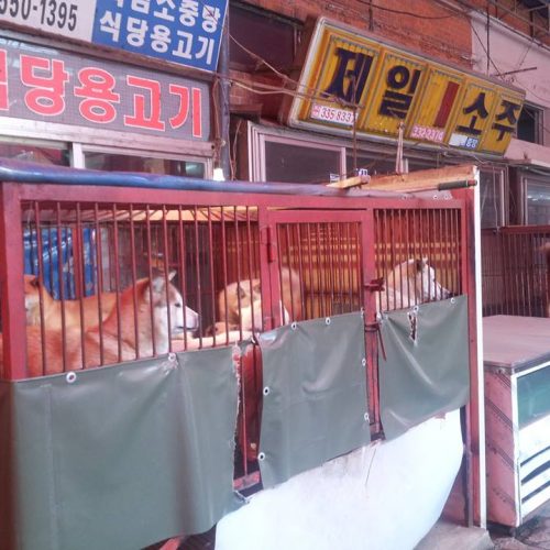 save korean dogs Hundefleischhandel World of Strays