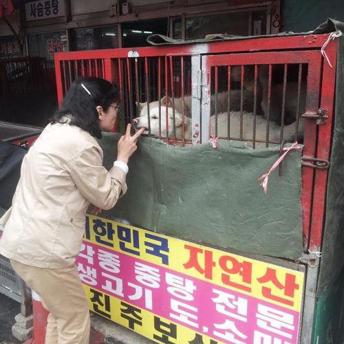 save korean dogs Hundefleischhandel World of Strays