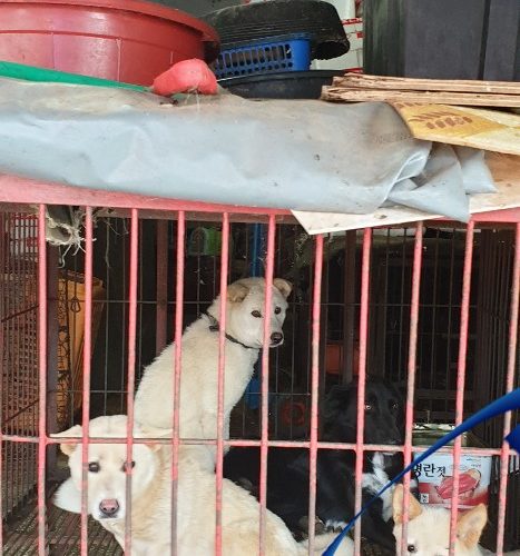 save korean dogs World of Strays