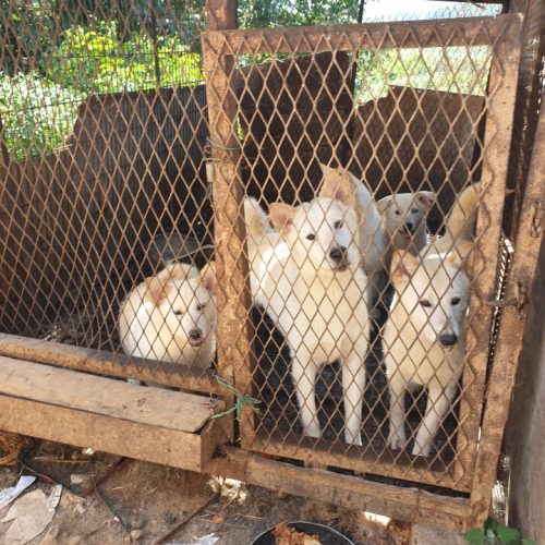 save korean dogs World of Strays