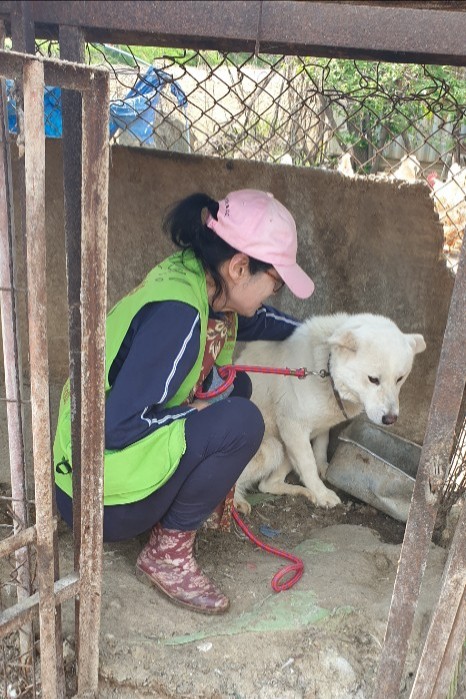 save korean dogs World of Strays