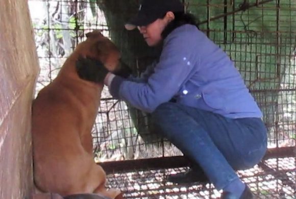 save korean dogs World of Strays