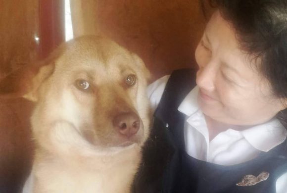 save korean dogs World of Strays