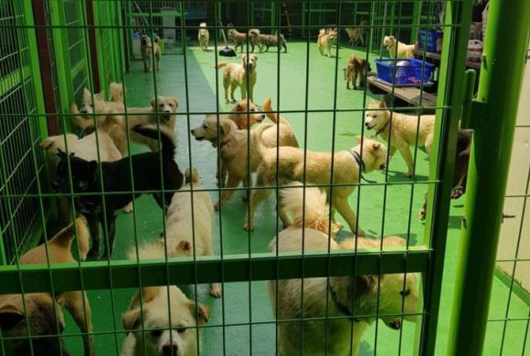 save korean dogs Tierheim World of Strays