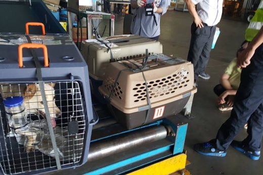 save korean dogs World of Strays