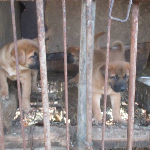 savekoreandogs World of Strays Hundefarm Korea