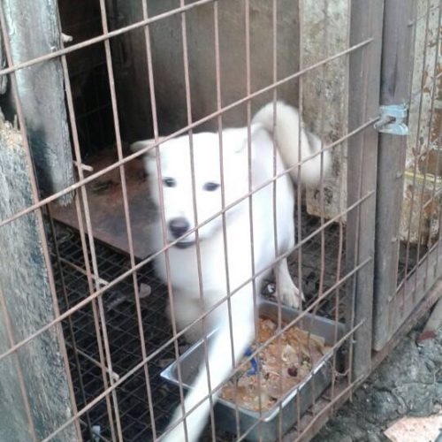savekoreandogs World of Strays Hundefarm Korea