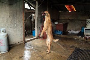 Save Korean Dogs World of Strays