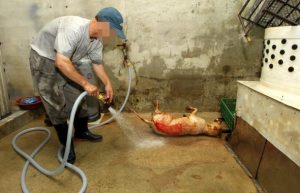 Save Korean Dogs World of Strays