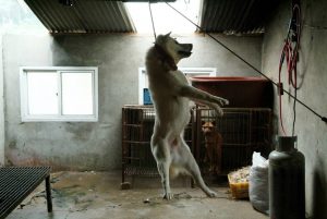 Save Korean Dogs World of Strays