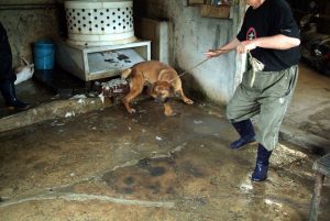 Save Korean Dogs World of Strays