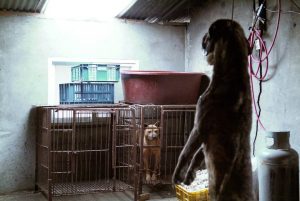 Save Korean Dogs World of Strays