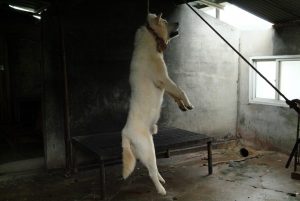 Save Korean Dogs World of Strays