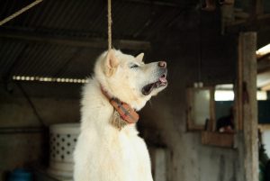 Save Korean Dogs World of Strays