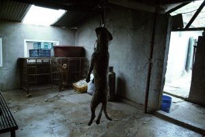 Save Korean Dogs World of Strays