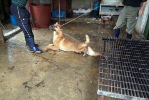 Save Korean Dogs World of Strays