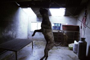 Save Korean Dogs World of Strays