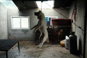 Save Korean Dogs World of Strays