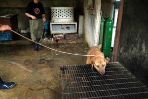 Save Korean Dogs World of Strays
