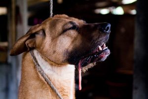 Save Korean Dogs World of Strays