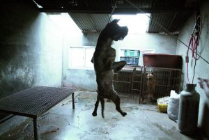 Save Korean Dogs World of Strays