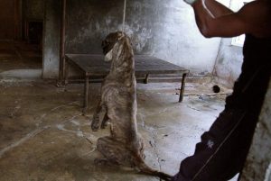 Save Korean Dogs World of Strays