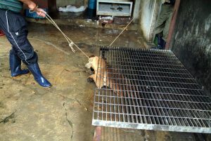 Save Korean Dogs World of Strays