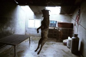 Save Korean Dogs World of Strays